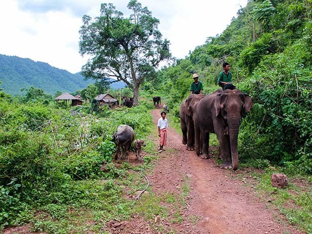 Myanmar - Kalaw Green Hill Valley Elephanten Camp junger Elefant