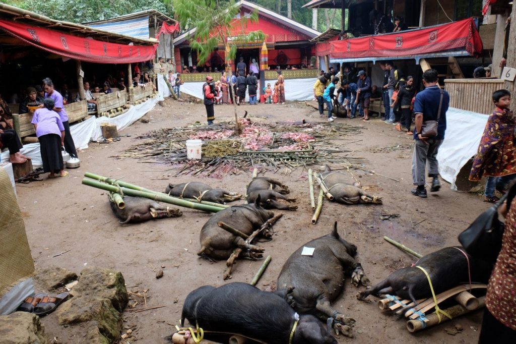 Indonesien - Toraja Beerdigungszeremonie