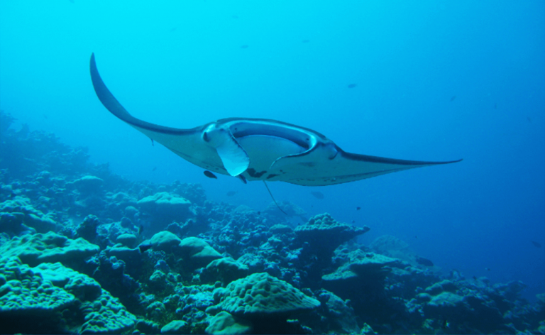 Indonesien Flores Mantarochen