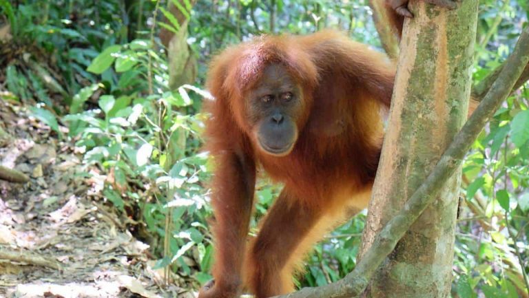 Indonesien - Gunung Leuser Nationalpark - Affe