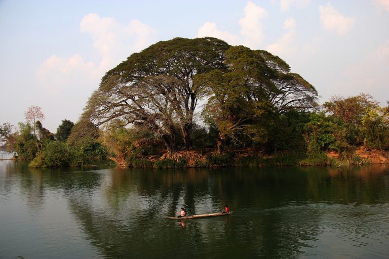 Mayestätischer Don Det Baum am Mekong