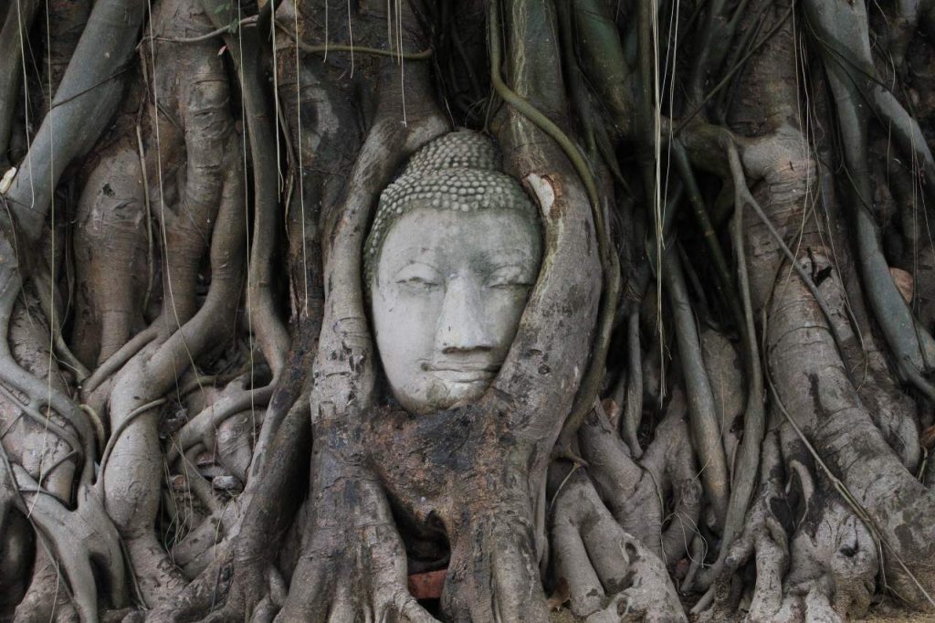 Ayutthaya Wat Maha That Kopf in Wurzeln