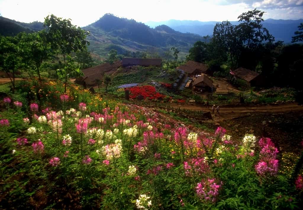 Blumen in Thailand Nationalpark