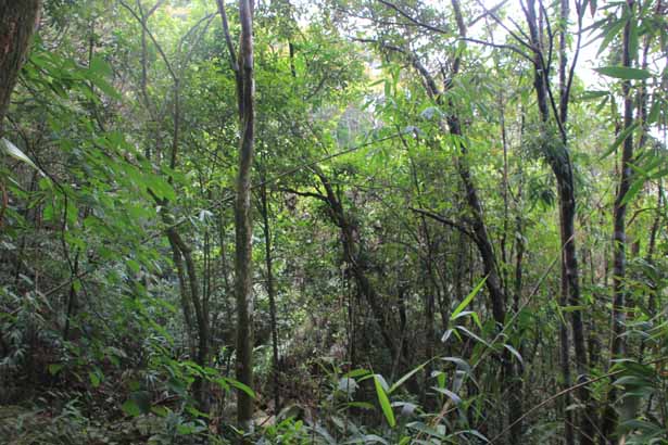 Vietnam - Bach Ma-Nationalpark