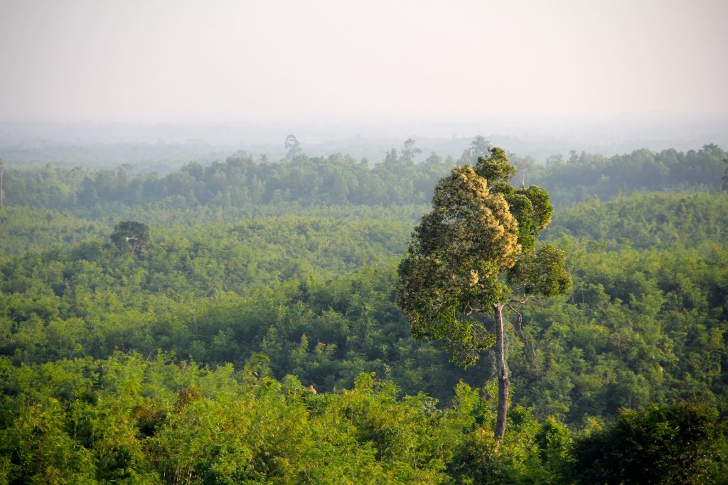 Urwald in Myanmar Luftaufnahme