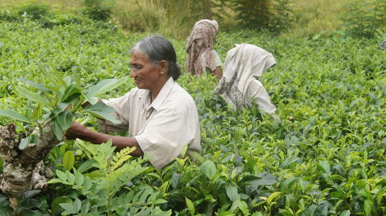 Sri Lanka Teeplantage