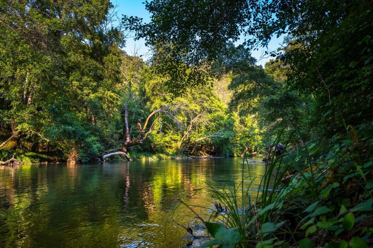 Regenwald mit Fluss