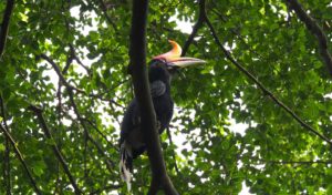 Nashornvogel Kinabatangan