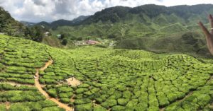 Malaysia Cameron Highlands Tee