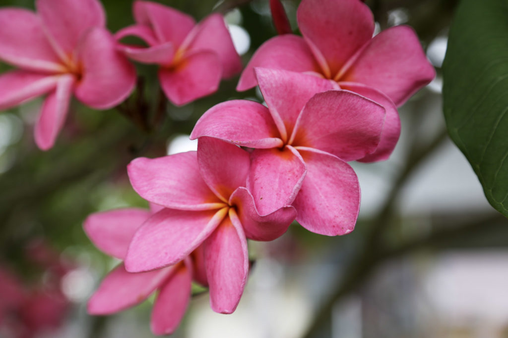 Blüte Pink