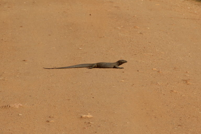 Sri Lanka Yala NP Echse im Sand