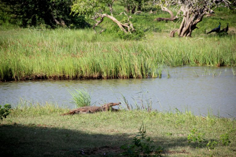 Sri Lanka Yala NP Krokodil