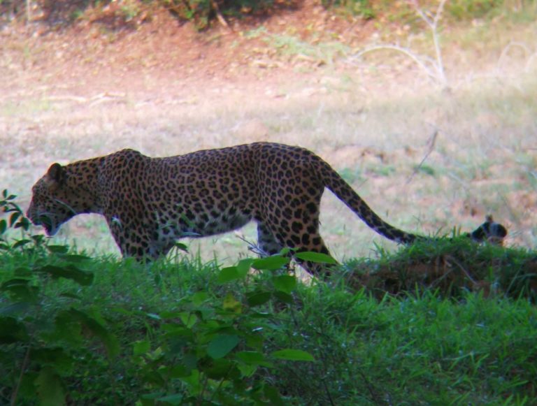 Sri Lanka Yala NP Leopard