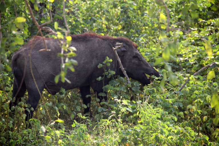 Sri Lanka Yala NP Wildschwein