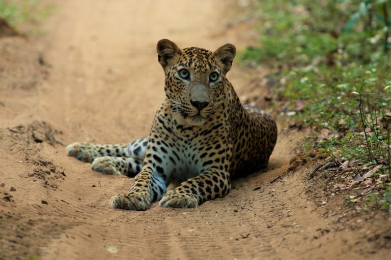 Sri Lanka Wilpattu Nationalpark Leopard