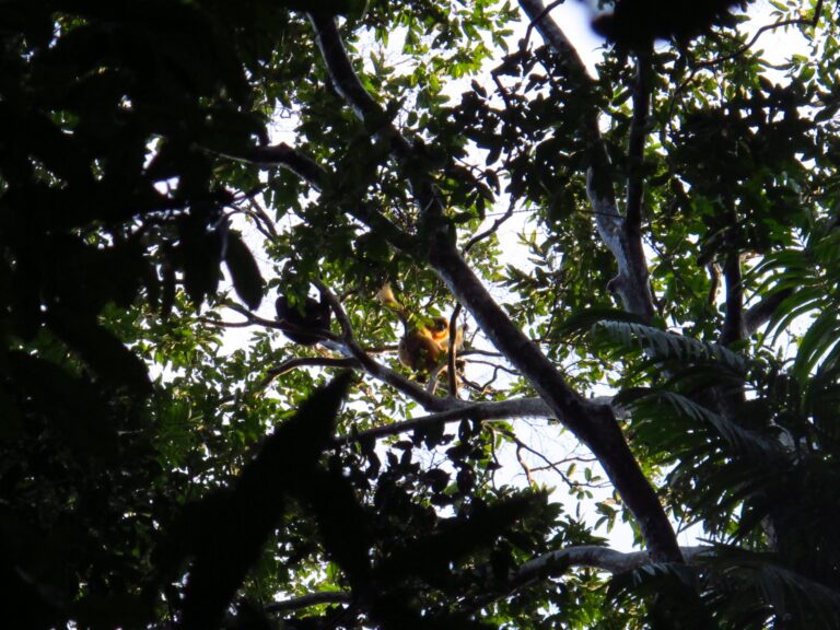 Cat Tien Nationalpark Affe