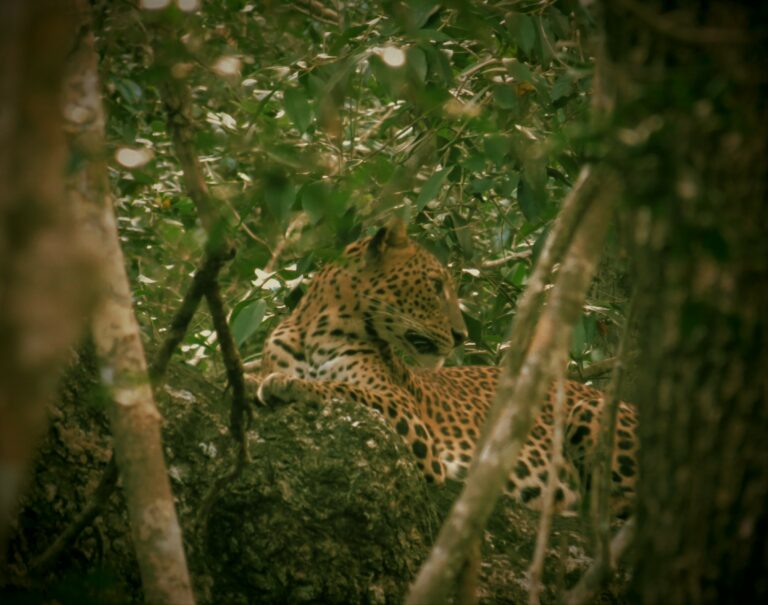 Wilpattu Leopard auf Baum