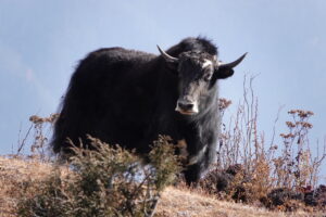 Bhutan Büffel in den Bergen