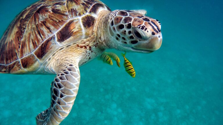 Malediven Schildkröte unter Wasser