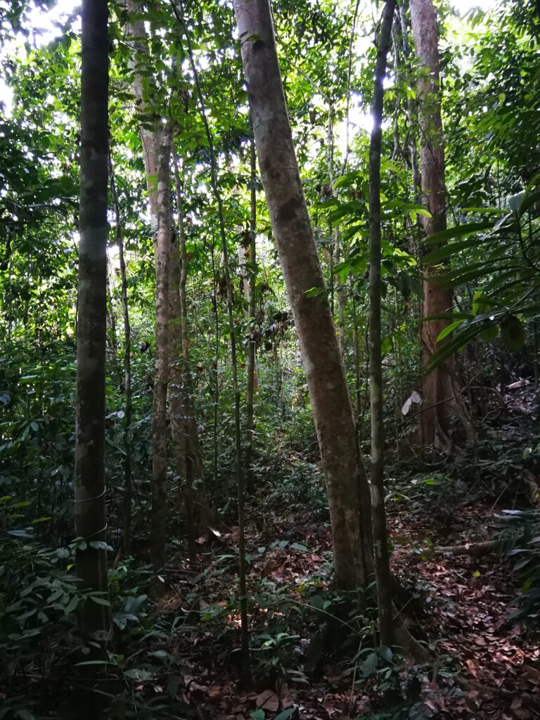 Ulu Muda Blick in Dschungel