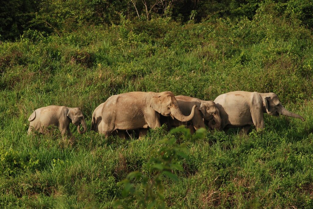 Kui Buri Nationalpark Elefantenfamilie im Gras