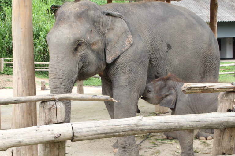 Lampang Mutter und Babyelefant