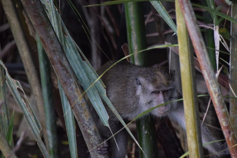 Tanjung Puting Nationalpark Affe im Gras