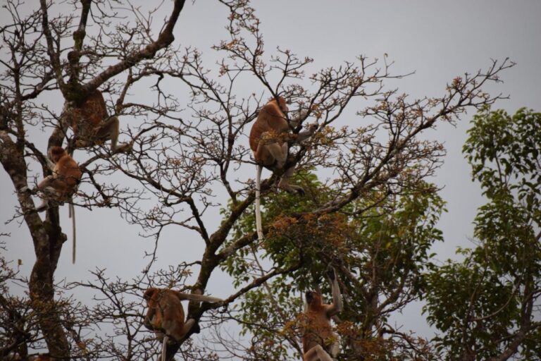 Tanjung Puting Nationalpark Affen im Baum