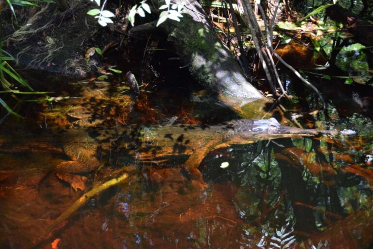 Tanjung Puting Nationalpark Krokodil