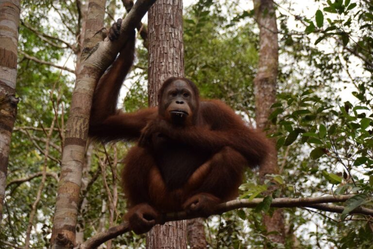 Tanjung Puting Nationalpark Orang Utan im Baum