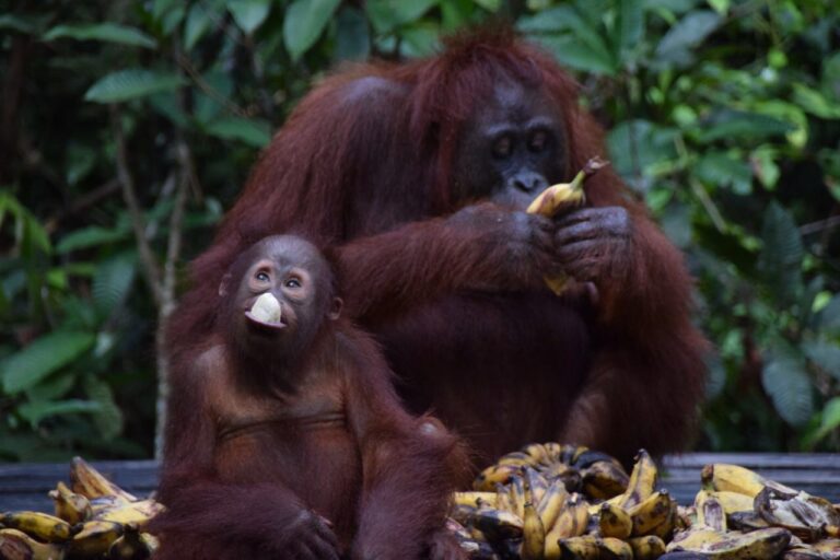 Tanjung Puting Nationalpark Orang Utans beim essen