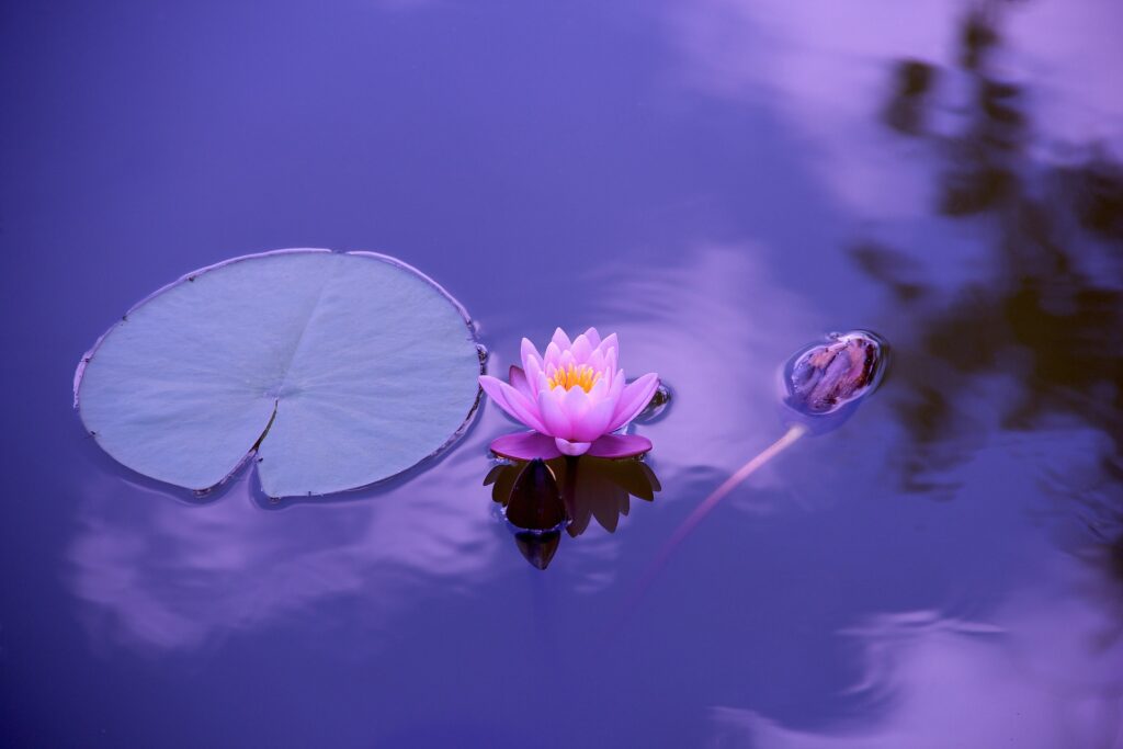 Thailand Retreat Lotus Blume im Wasser