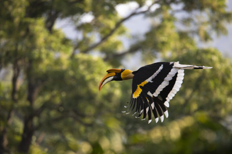 Chitwan Nationalpark Hornbill im Flug