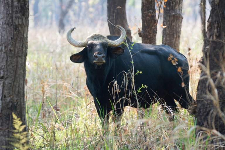 Chitwan Nationalpark Indisches Bison auf Straße