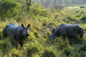 Chitwan Nationalpark Nashörner im Gras