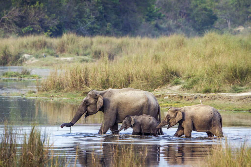 Chitwan Nationalpark Elefantenfamilie