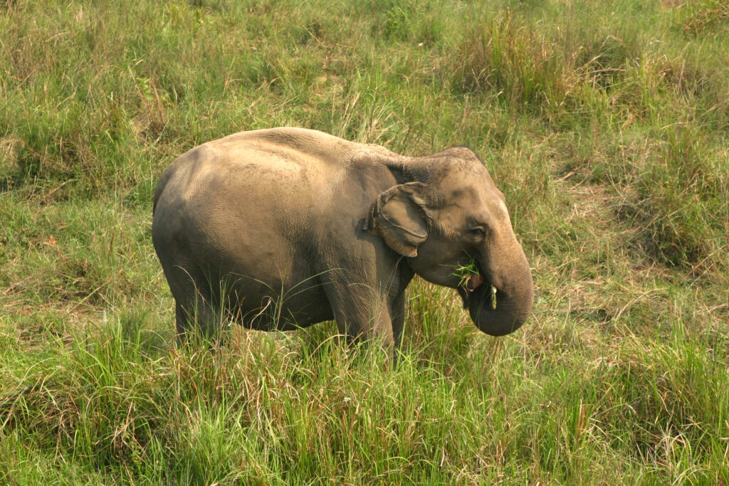 Chitwan Nationalpark Elefantenfamilie