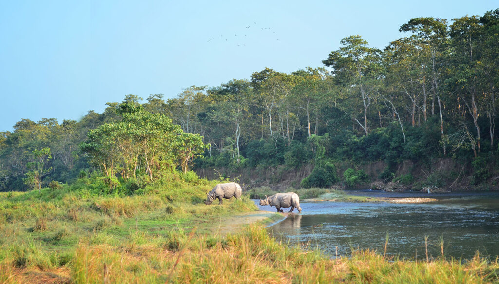 Chitwan Nashörner am Fluss