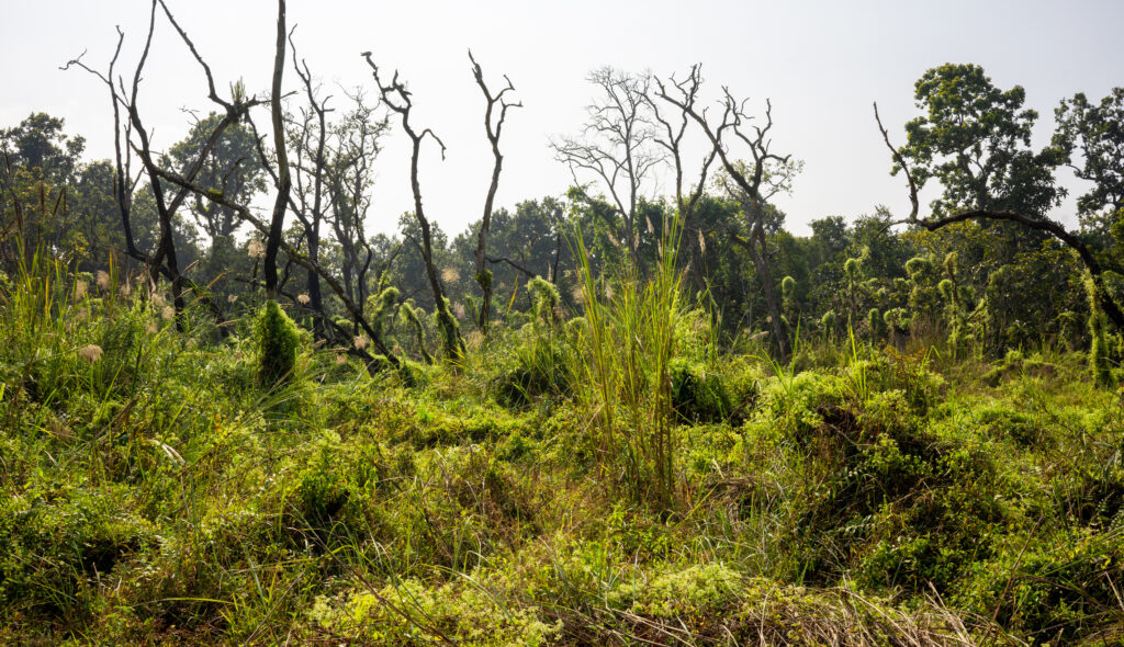 Chitwan Nashörner am Fluss