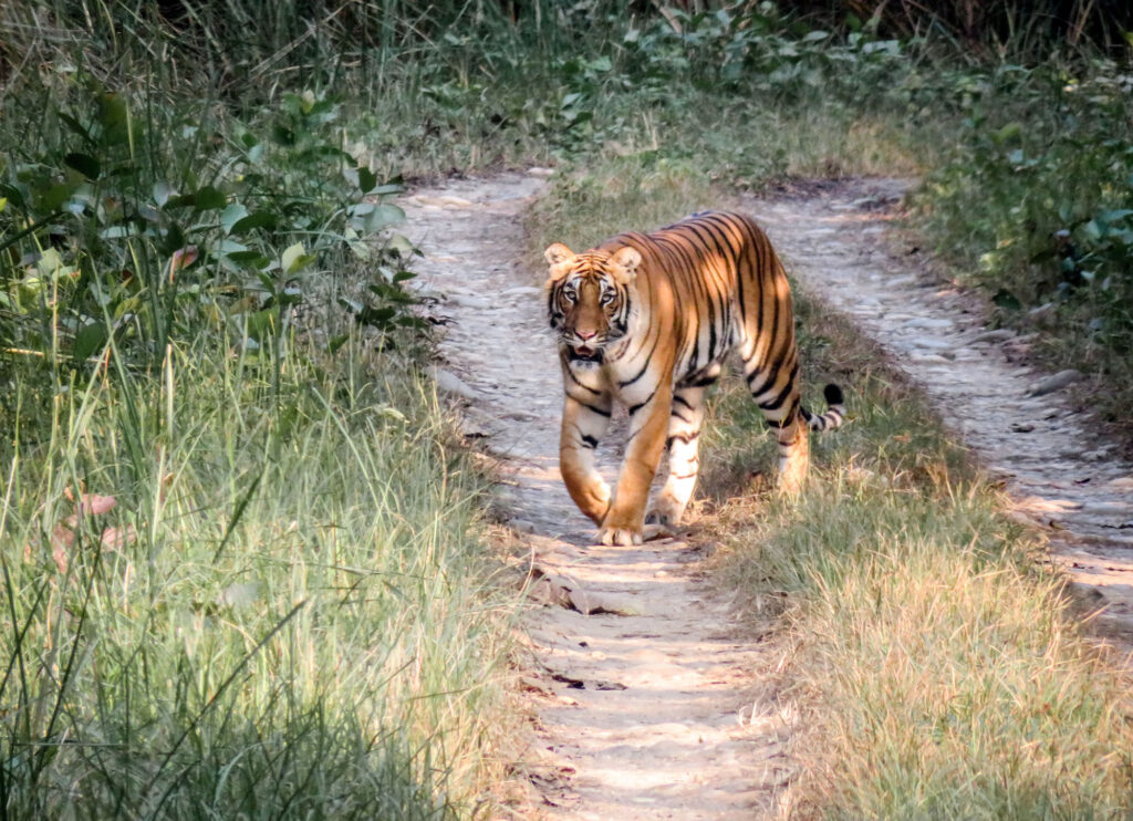 Chitwan Nationalpark Tiger auf Straße