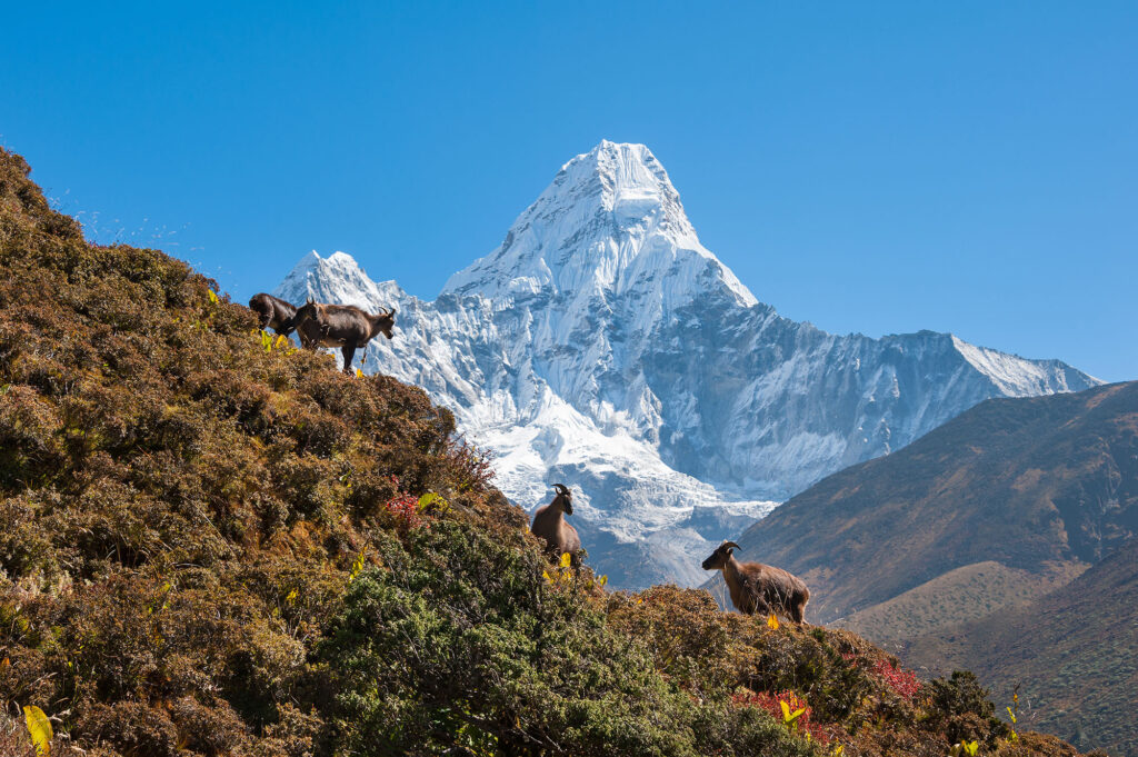 Sagarmatha Bergziegen mit Gipfelhintergrund