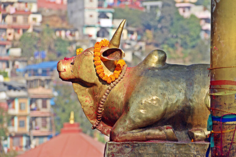 Pokhara Bindhyabasini Tempel Kuhstatue