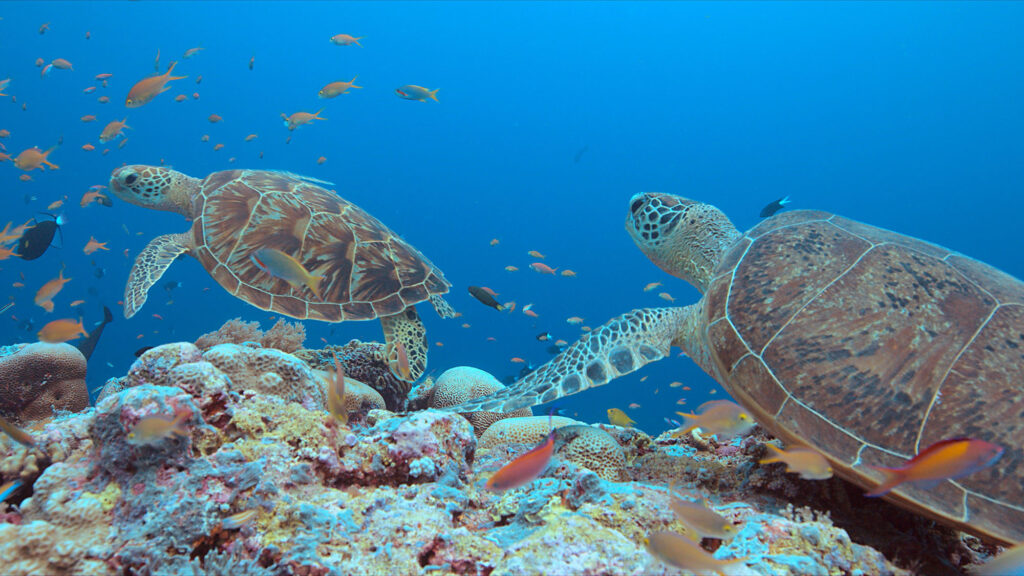 Tubbataha Riff Schildkröten