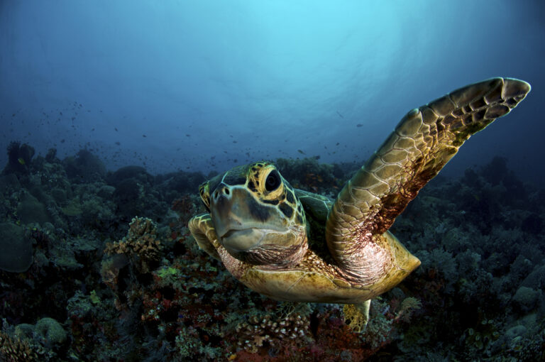 Tubbataha Riff Schildkröten